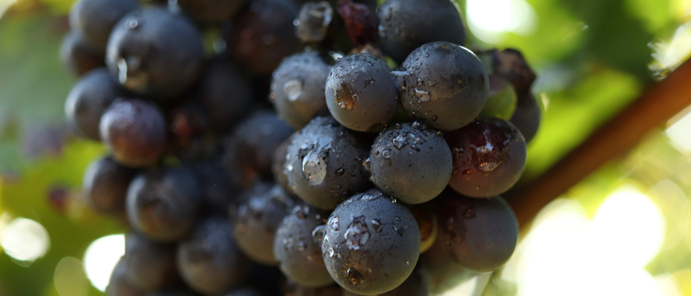 Close-up of ripe, dark grapes with water droplets, surrounded by green foliage., © Weinbau Glock und Sohn GbR Close-up of ripe, dark grapes with water droplets, surrounded by green foliage., © Weinbau Glock und Sohn GbR
