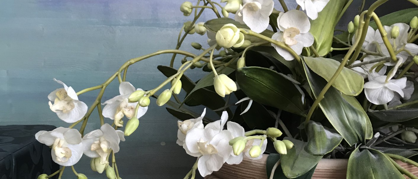 Weiße Orchideen in einem Terrakotta-Topf vor einem blau-grünen Hintergrund. Die Blüten sind zart und elegant arrangiert., © Abalon Hotel Ideal Weiße Orchideen in einem Terrakotta-Topf vor einem blau-grünen Hintergrund. Die Blüten sind zart und elegant arrangiert., © Abalon Hotel Ideal