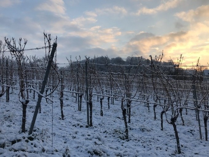 Verschneiter Weinberg in Stuttgart bei Sonnenuntergang, kahle Reben und ein bew&ouml;lkter Himmel im Hintergrund., &copy; Weingenuss Stuttgart