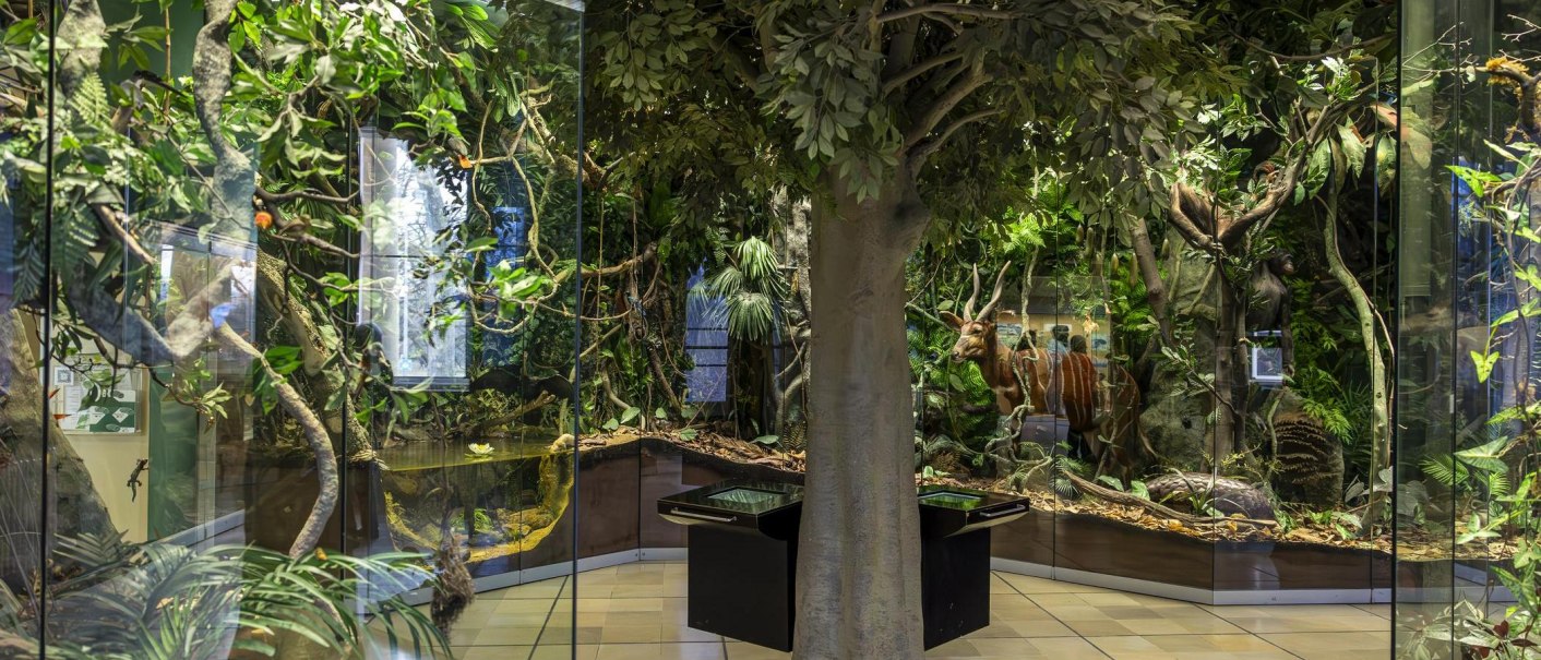 Jungle diorama at Rosenstein Castle Natural History Museum with plants, trees and an animal model behind glass., &copy; Stuttgart Marketing GmbH, Sarah Schmid