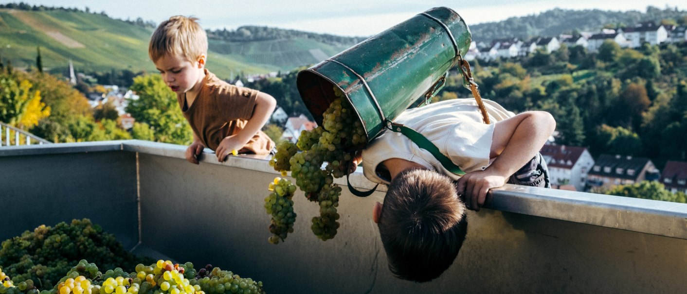 Two children harvesting grapes, one is tipping grapes out of a container. Vineyards and houses can be seen in the background., © Weingut Zaiß Two children harvesting grapes, one is tipping grapes out of a container. Vineyards and houses can be seen in the background., © Weingut Zaiß