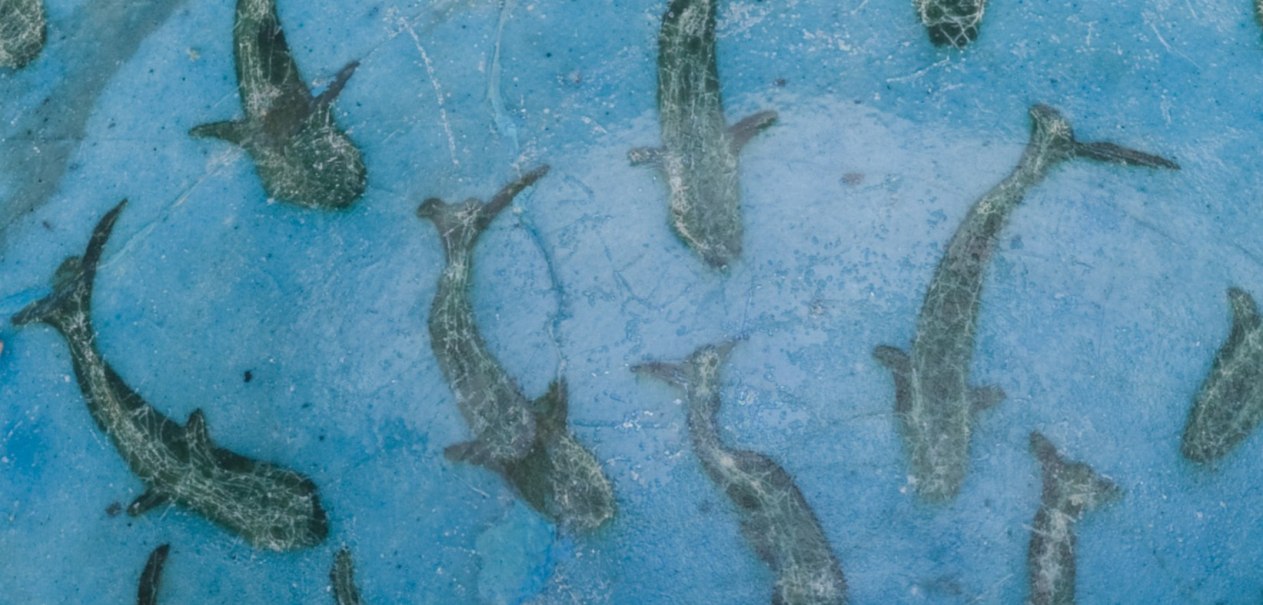 Detailaufnahme einer blauen Schale mit Fischmotiven, die aus dem Iran des 13. Jahrhunderts stammt. Die Fische sind kunstvoll in die Oberfl&auml;che eingearbeitet., &copy; Linden-Museum Stuttgart, Foto: Anatol Dreyer
