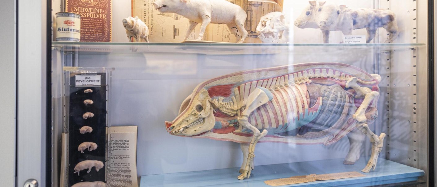 Showcase in the Stuttgart Pig Museum with pig models, anatomical illustrations and developmental stages of piglets., &copy; Stuttgart-Marketing GmbH, Sarah Schmid