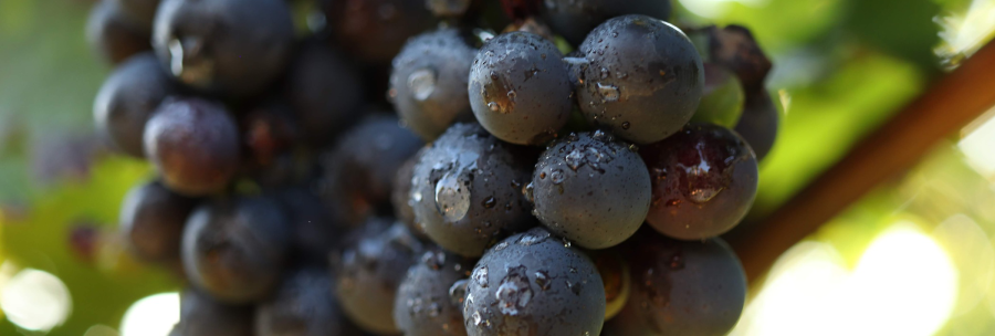Close-up of ripe, dark grapes with water droplets, surrounded by green foliage., © Weinbau Glock und Sohn GbR