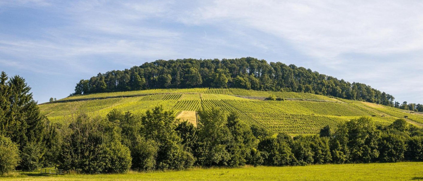 Green vineyards in the Zipfelbach Valley near Winnenden, surrounded by trees and a forest on the hill in the background., © SMG Stuttgart Marketing GmbH - Sarah Schmid Green vineyards in the Zipfelbach Valley near Winnenden, surrounded by trees and a forest on the hill in the background., © SMG Stuttgart Marketing GmbH - Sarah Schmid