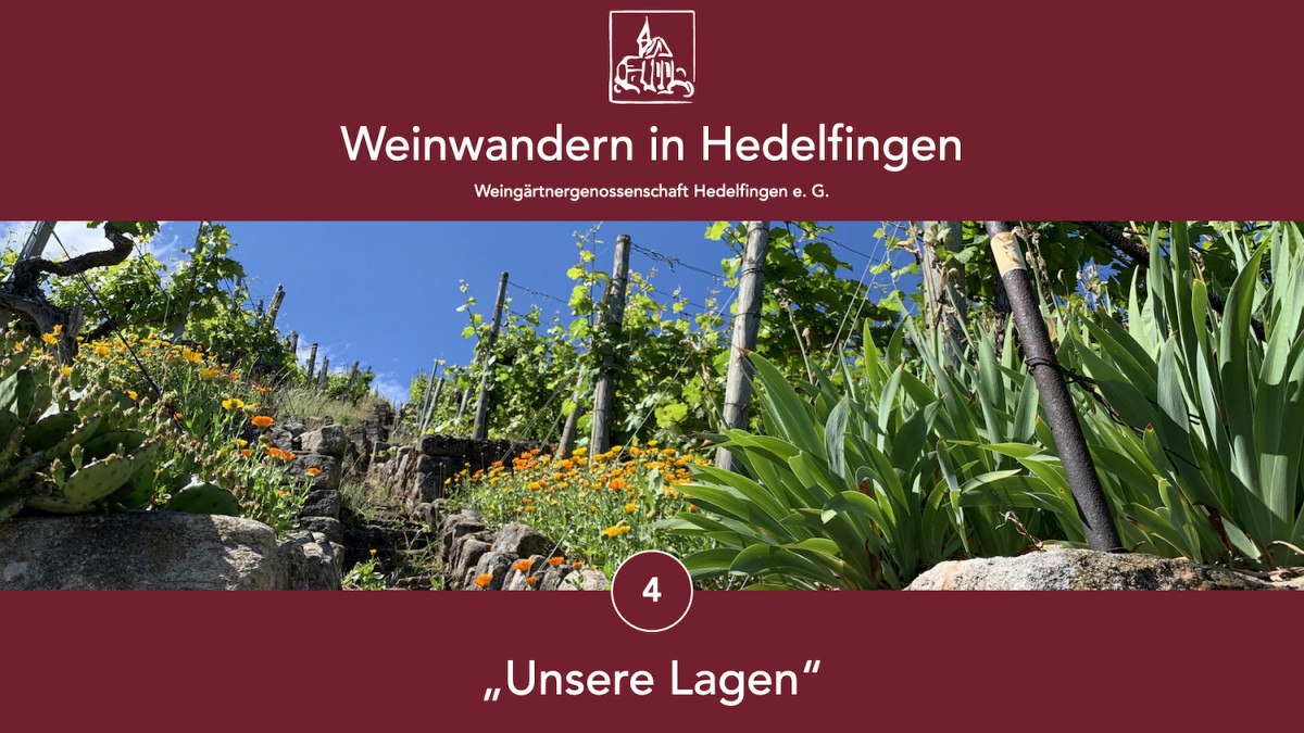 Weinberg in Hedelfingen mit blühenden Blumen und Reben unter blauem Himmel. Text: "Weinwandern in Hedelfingen", "Unsere Lagen"., © Lukas Alperowitz