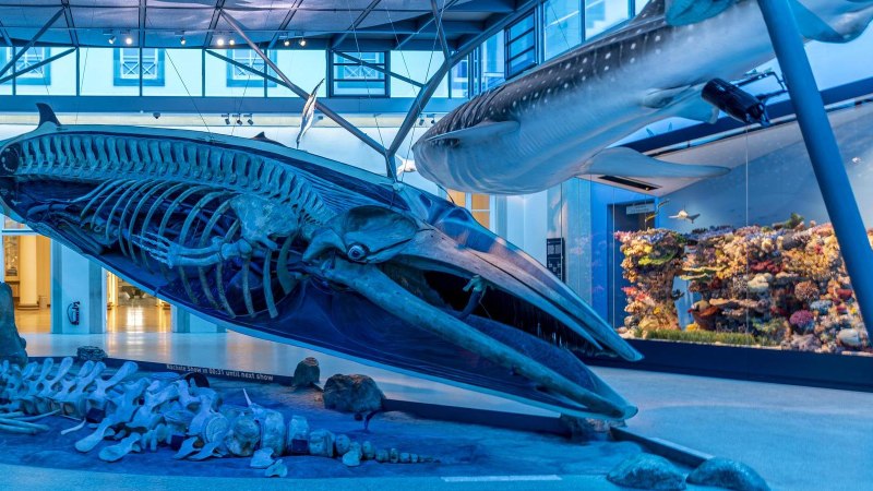 Ein großes Walskelett in einer blauen, beleuchteten Ausstellung im Naturkundemuseum Schloss Rosenstein., © Stuttgart Marketing GmbH, Sarah Schmid