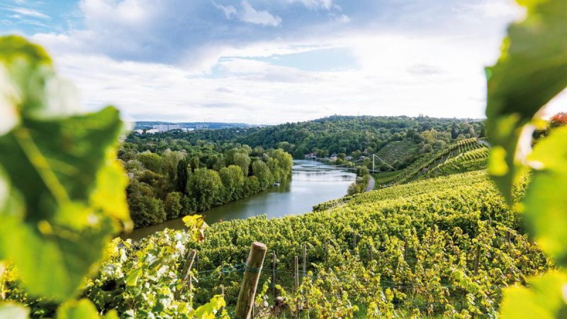 Das Bild zeigt das Neckartal mit einem Fluss, umgeben von grünen Weinbergen und bewaldeten Hügeln unter einem bewölkten Himmel., © TMBW, Christiane Würtenberger/CMR