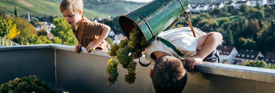 Two children harvesting grapes, one is tipping grapes out of a container. Vineyards and houses can be seen in the background., © Weingut Zaiß