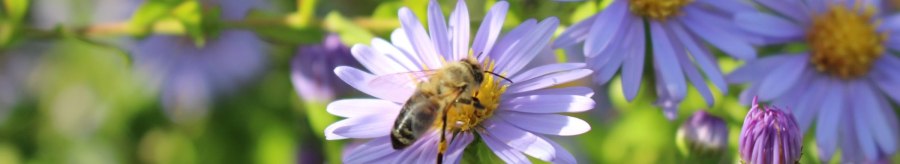 A bee sits on a purple flower, surrounded by other flowers and buds in the green background., &copy; M. Badtke