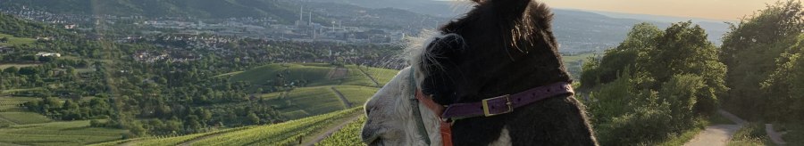 Ein Lama mit Halfter schaut über eine grüne Hügellandschaft in der Abendsonne. Im Hintergrund sind Felder und eine Stadt zu sehen., © Württemberg Alpakas