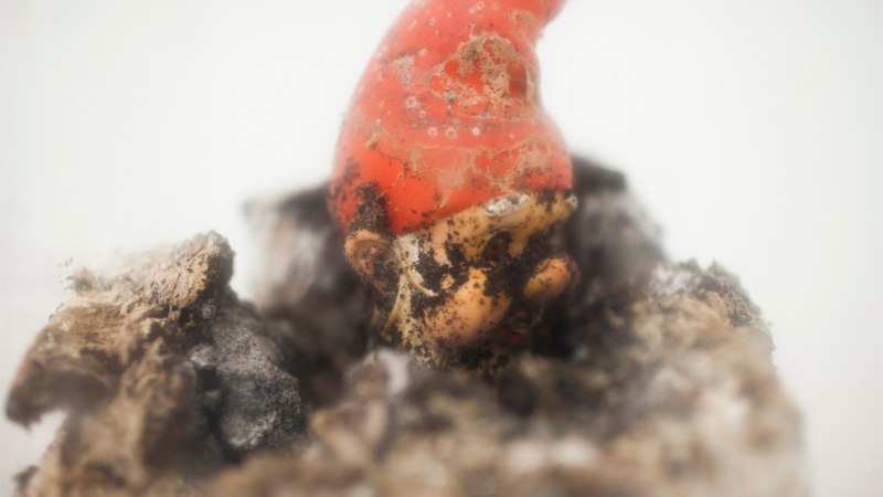 A garden gnome made of chocolate with a red cap, partially covered in soil and mold. Work of art by Dieter Roth, 1972., © ©Dieter Roth Estate / Courtesy Hauser & Wirth