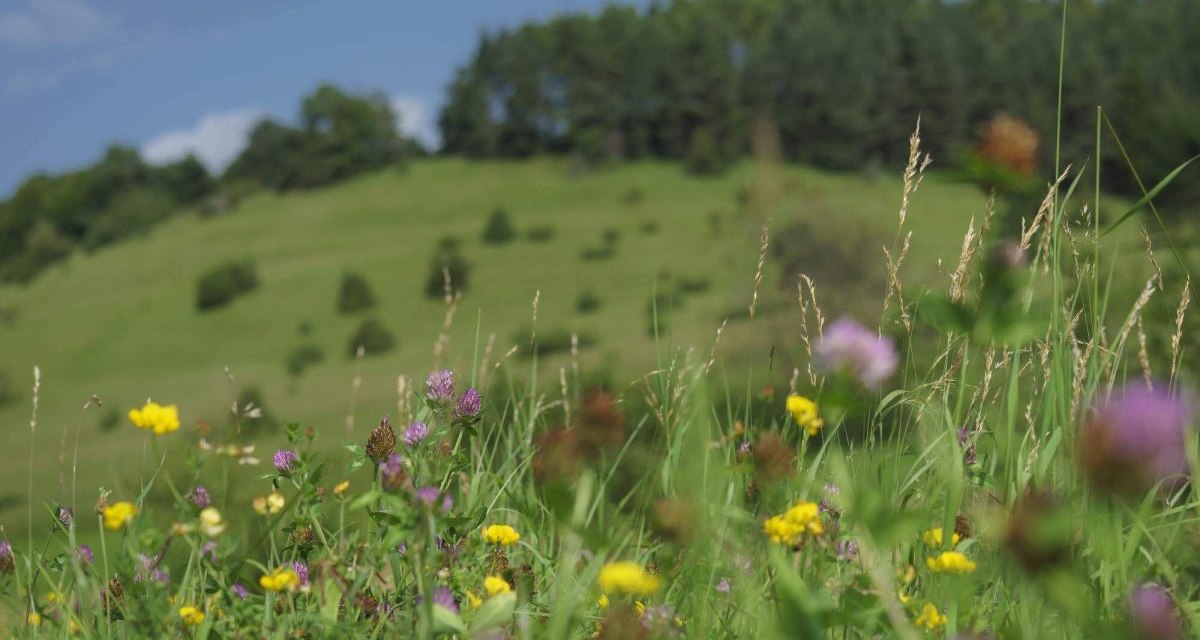 Blumen auf Wiese, © TMBW Blumen auf Wiese, © TMBW