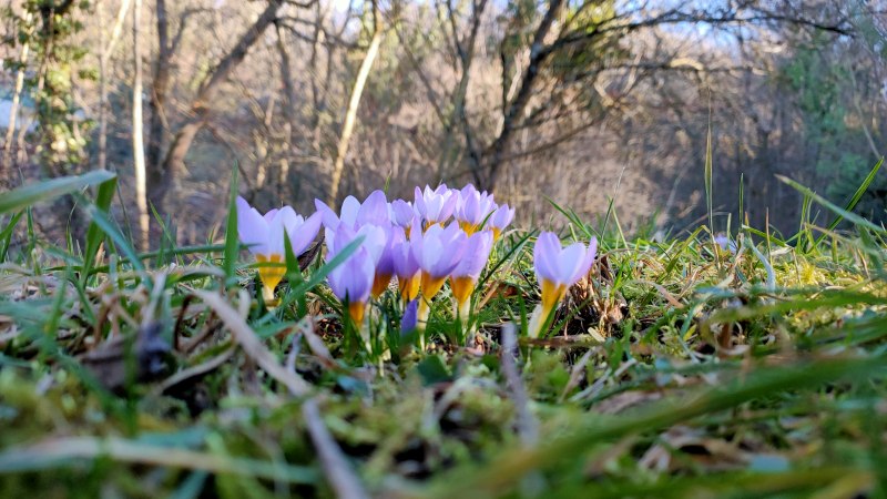 Lila Krokusse blühen im Gras, umgeben von kahlen Bäumen im Hintergrund. Der Fokus liegt auf den Blumen, während der Wald unscharf ist., © SMG