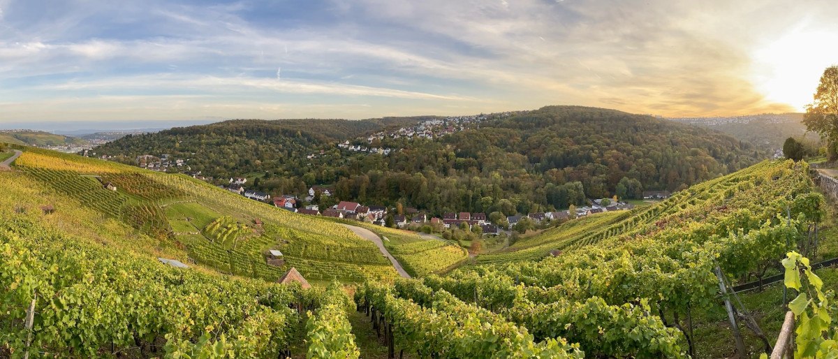 Weinberge erstrecken sich über sanfte Hügel, ein Dorf liegt eingebettet in die grüne Landschaft. Der Himmel ist leicht bewölkt, die Sonne geht unter., © Weingärtnergenossenschaft Hedelfingen Weinberge erstrecken sich über sanfte Hügel, ein Dorf liegt eingebettet in die grüne Landschaft. Der Himmel ist leicht bewölkt, die Sonne geht unter., © Weingärtnergenossenschaft Hedelfingen