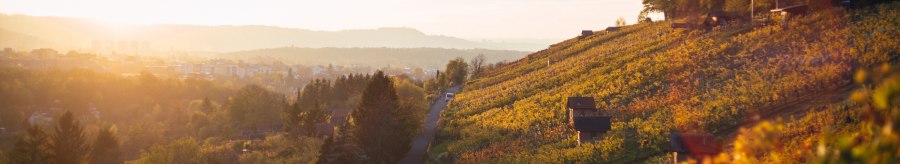 Vineyards at sunset, the hills bathed in warm autumn light. In the background, a cityscape under a clear sky., &copy; 70469R!