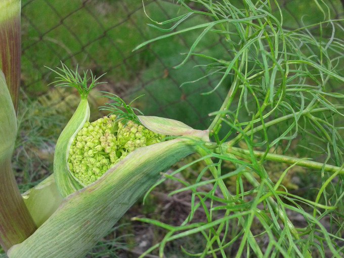 Close-up of a fennel plant with yellow-green flowers and fine, green leaves in front of a wire mesh fence., © Kultweine-Kochwelten-Kunstücke - Kochschule Sonja Lenz Close-up of a fennel plant with yellow-green flowers and fine, green leaves in front of a wire mesh fence., © Kultweine-Kochwelten-Kunstücke - Kochschule Sonja Lenz