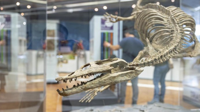 Ein Skelett eines pr&auml;historischen Tieres ist in einer Glasvitrine im Museum am L&ouml;wentor ausgestellt. Besucher betrachten die Ausstellung., &copy; Stuttgart Marketing GmbH, Sarah Schmid