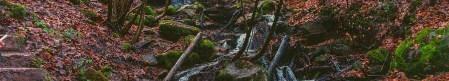 Ein kleiner Bach fließt durch einen herbstlichen Wald. Die Umgebung ist mit Laub bedeckt, und Moos wächst auf den Steinen., © SMG