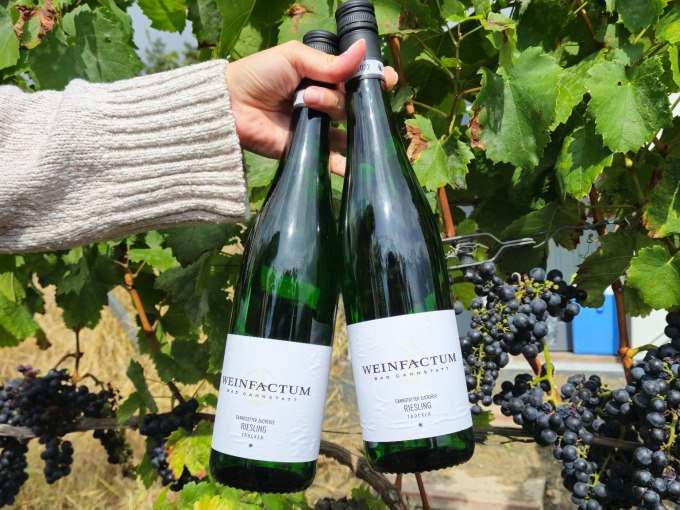 Zwei Weinflaschen werden von einer Hand vor einem Weinstock mit reifen Trauben gehalten. Die Flaschen tragen das Etikett 'Weinfactum'., © Cool-Tours StattReisen Zwei Weinflaschen werden von einer Hand vor einem Weinstock mit reifen Trauben gehalten. Die Flaschen tragen das Etikett 'Weinfactum'., © Cool-Tours StattReisen