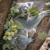 Ein Koala sitzt in einem Baum und isst Eukalyptusblätter. Der Hintergrund ist unscharf, mit vielen grünen Blättern., © Stuttgart-Marketing GmbH, Sarah Schmid