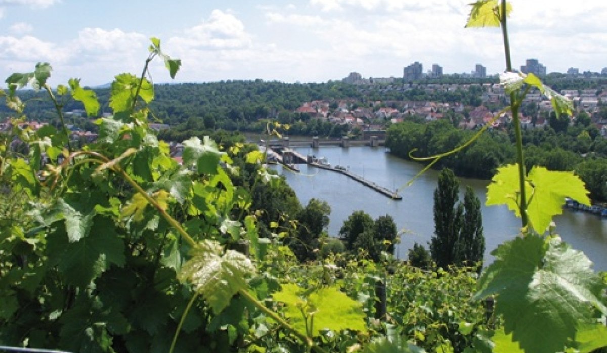 Vines in the foreground, behind them a river with a bridge and a cityscape under a blue sky., &copy; Stuttgart-Marketing GmbH