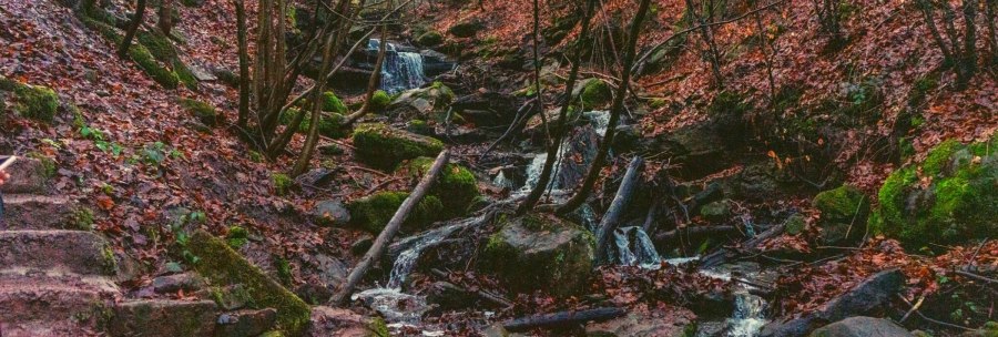 Ein kleiner Bach fließt durch einen herbstlichen Wald. Die Umgebung ist mit Laub bedeckt, und Moos wächst auf den Steinen., © SMG