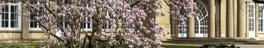 Ein bl&uuml;hender Magnolienbaum steht vor einem historischen Geb&auml;ude mit S&auml;ulen im Kurpark Bad Cannstatt., &copy; Stuttgart Marketing GmbH, Sarah Schmid