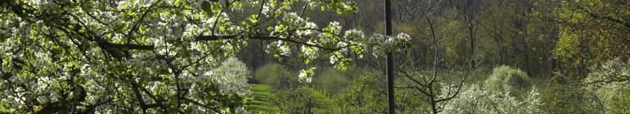 Orchard meadow Gewann Kressart, © Stuttgarter Straßenbahnen AG