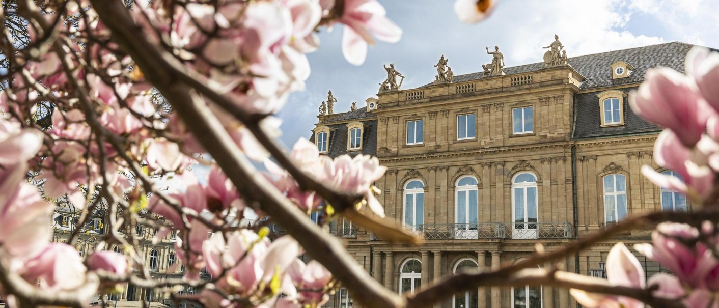 Pink magnolia blossoms in the foreground, behind them the New Palace in Stuttgart with blue sky and clouds., &copy; Stuttgart Marketing GmbH, Sarah Schmid
