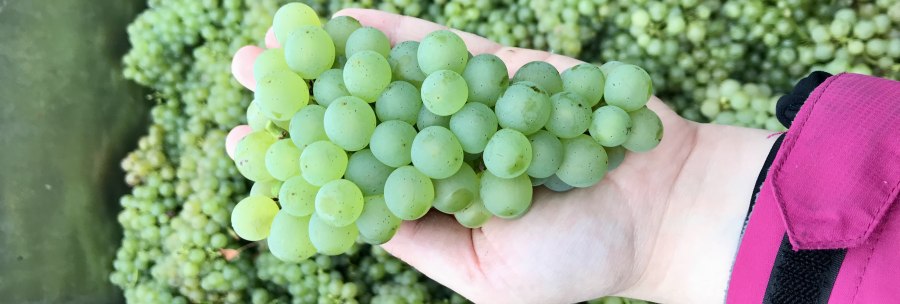 Eine Hand hält eine grüne Traube, umgeben von vielen weiteren Trauben im Hintergrund., © Weinhof Zaiß