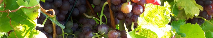 Grapes, © SMG Grapes, © SMG