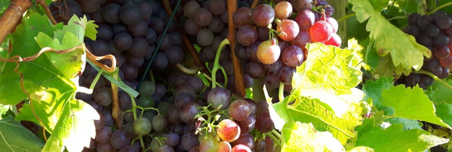 Grapes, © SMG Grapes, © SMG