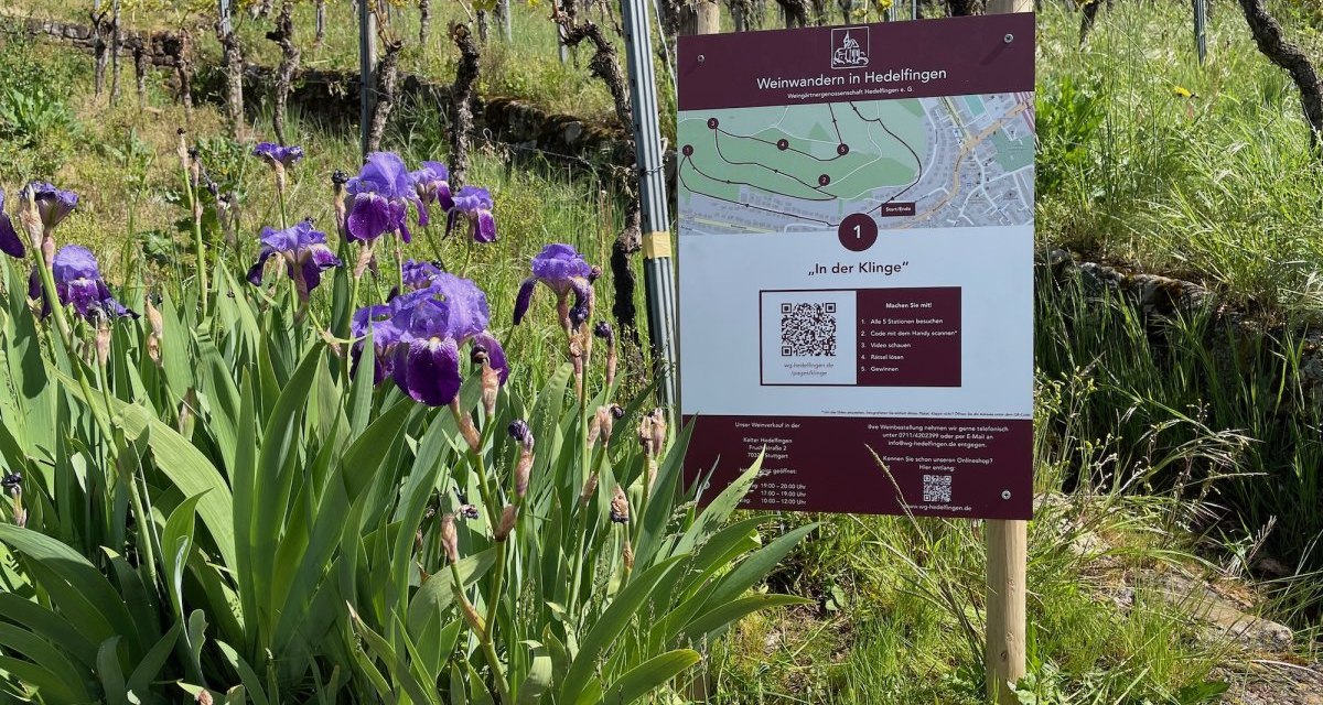 A sign with the inscription 'Weinwandern in Hedelfingen' (wine hiking in Hedelfingen) stands in a vineyard. Purple flowers bloom in the foreground., © Lukas Alperowitz A sign with the inscription 'Weinwandern in Hedelfingen' (wine hiking in Hedelfingen) stands in a vineyard. Purple flowers bloom in the foreground., © Lukas Alperowitz