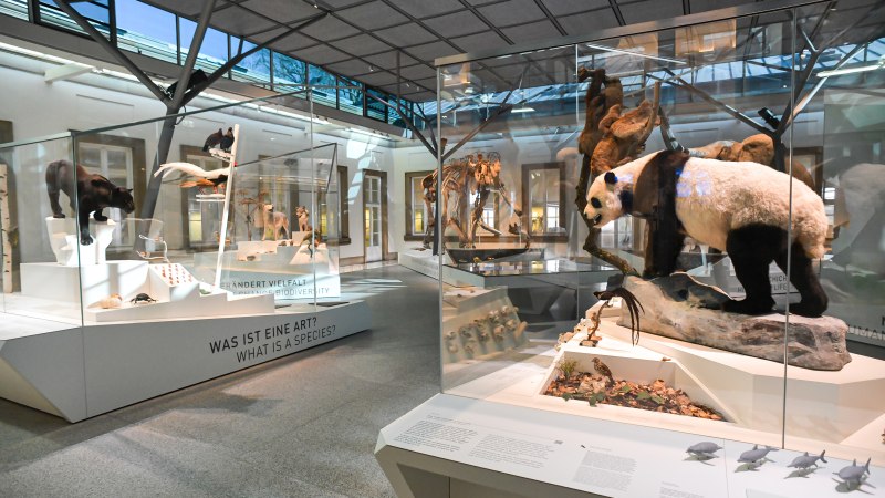 Der Evolutionssaal im Naturkundemuseum Stuttgart zeigt Tierpr&auml;parate in Glasvitrinen, darunter ein Panda. Die Ausstellung thematisiert Artenvielfalt., &copy; SMNS, M. Kovalenko
