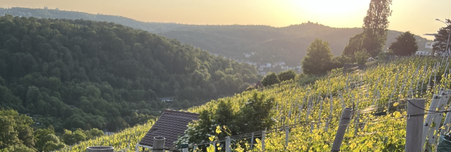 Ein Weinberg am Schimmelhüttenweg bei Sonnenuntergang. Im Hintergrund sind bewaldete Hügel und ein kleines Haus zu sehen., © weinvomhaigst