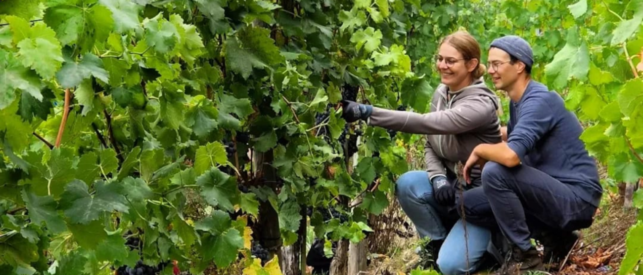 Two people kneel in a vineyard and inspect the grapes on the vines. They are wearing casual clothes and appear to be concentrating on their work., © Weinfrequenz