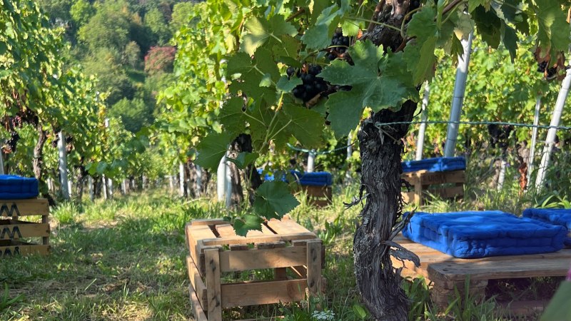 A vineyard with wooden benches and blue cushions between the vines invites you to take a break. The green leaves and grapes can be seen in the sunlight., © Frank Nonnenmann A vineyard with wooden benches and blue cushions between the vines invites you to take a break. The green leaves and grapes can be seen in the sunlight., © Frank Nonnenmann