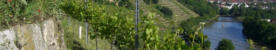 Vineyard with vines and flowering plants at the edge. In the background, a river flows through a green landscape under a blue sky., © Weingut Warth