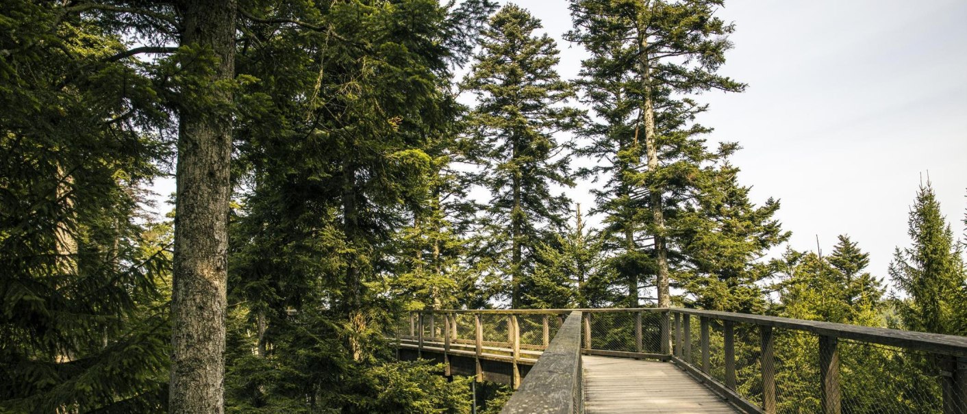 A wooden walkway winds through the treetops of a dense forest in Bad Wildbad, surrounded by tall, green trees., © SMG Stuttgart Marketing GmbH - Sarah Schmid A wooden walkway winds through the treetops of a dense forest in Bad Wildbad, surrounded by tall, green trees., © SMG Stuttgart Marketing GmbH - Sarah Schmid