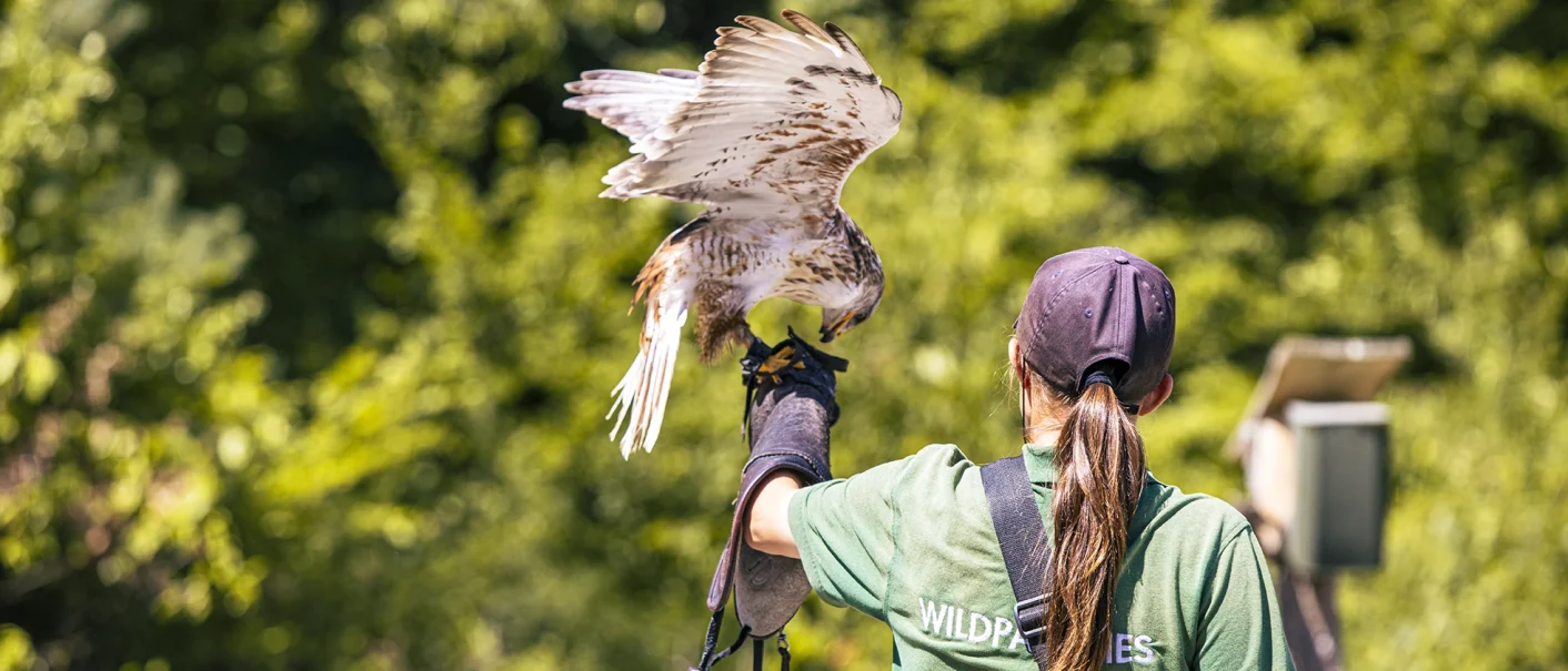 At the bird show at the Cleebronn Wildlife Paradise, a bird of prey lands on a falconer's arm against a green backdrop., © SMG, Sarah Schmid At the bird show at the Cleebronn Wildlife Paradise, a bird of prey lands on a falconer's arm against a green backdrop., © SMG, Sarah Schmid
