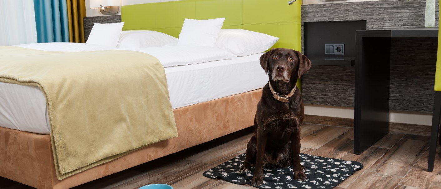 Ein brauner Hund sitzt auf einer Decke neben einem Bett in einem modernen Hotelzimmer. Ein blauer Napf steht auf dem Holzboden., © MASEVEN Stuttgart SI-Centrum