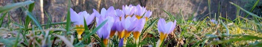 Lila Krokusse bl&uuml;hen im Gras, umgeben von kahlen B&auml;umen im Hintergrund. Der Fokus liegt auf den Blumen, w&auml;hrend der Wald unscharf ist., &copy; SMG