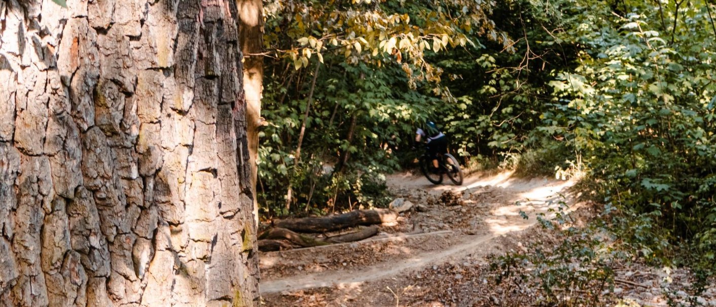 Mountainbiker auf einem Waldweg, umgeben von dichtem Laub. Ein gro&szlig;er Baumstamm ist im Vordergrund sichtbar., &copy; Stuttgart Marketing GmbH, Sarah Schmid