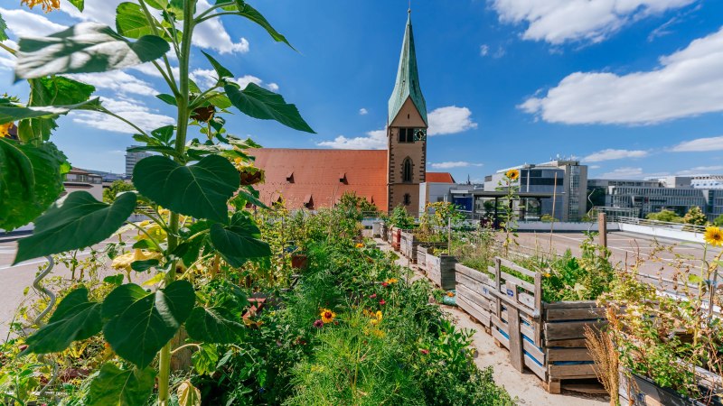Ein urbaner Garten mit Sonnenblumen und anderen Pflanzen, im Hintergrund die Leonhardskirche und moderne Gebäude unter blauem Himmel., © Thomas Niedermüller
