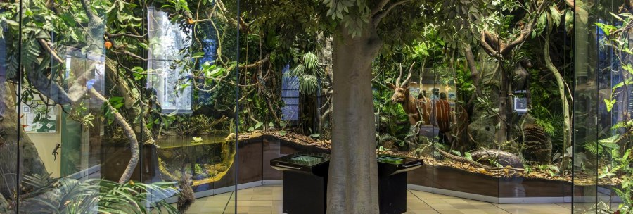 Jungle diorama at Rosenstein Castle Natural History Museum with plants, trees and an animal model behind glass., © Stuttgart Marketing GmbH, Sarah Schmid