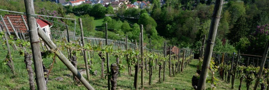 Rohracker vineyard, &copy; Steilwerk Rohracker