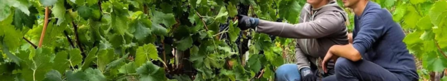 Two people kneel in a vineyard and inspect the grapes on the vines. They are wearing casual clothes and appear to be concentrating on their work., © Weinfrequenz Two people kneel in a vineyard and inspect the grapes on the vines. They are wearing casual clothes and appear to be concentrating on their work., © Weinfrequenz