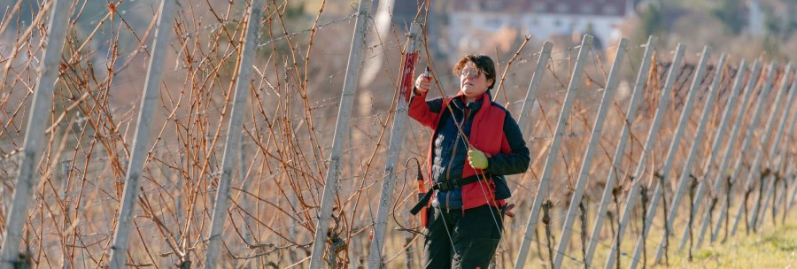 Eine Person schneidet Reben in einem Weinberg. Sie trägt eine rote Jacke und benutzt eine Schere. Die Reben sind kahl und in Reihen angeordnet., © SMG, Thomas Niedermüller