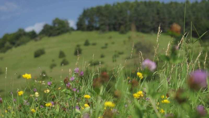 Blumen auf Wiese, © TMBW Blumen auf Wiese, © TMBW